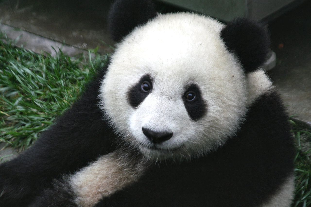 Pandi Panda